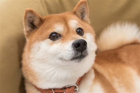 1. Choose a crypto exchange. Investors will need a crypto exchange to buy Shiba Inu. An exchange is a place, either a website or an app, where buyers and sellers meet to exchange fiat currency .... Should i invest in shiba inu